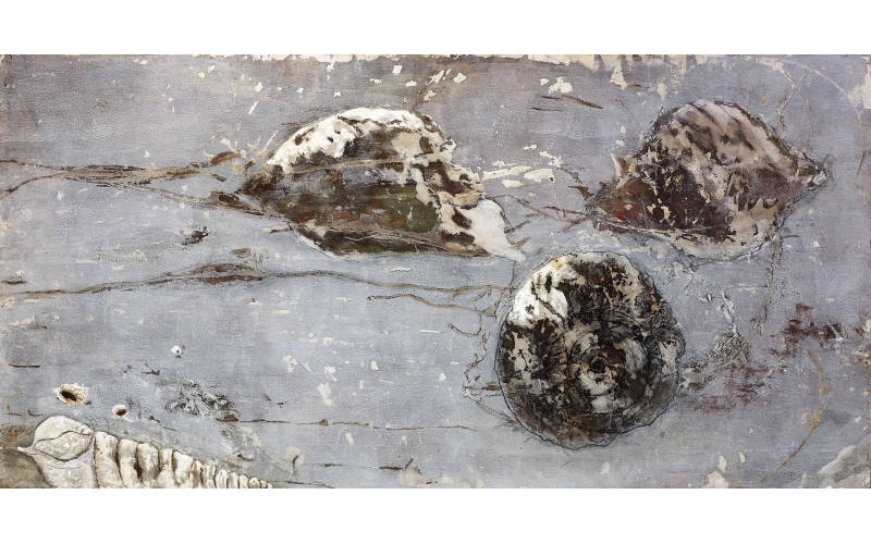 Shells. Mixed on iron<br>0,78 x 1,52